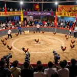 Trải nghiệm Phát sóng trực tiếp đá gà với hình ảnh động về những trận đấu gà hấp dẫn và khán giả nhiệt tình
